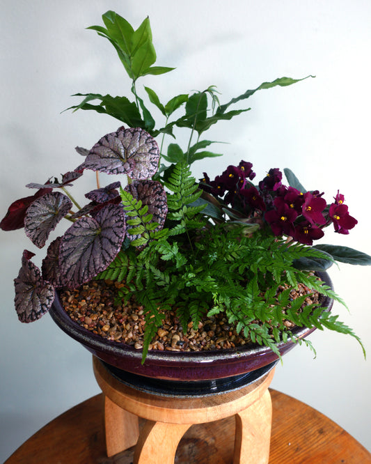 Coastal Garden Dish Garden image 1