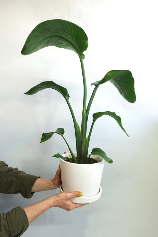 Rooted Companion House Plant image 3