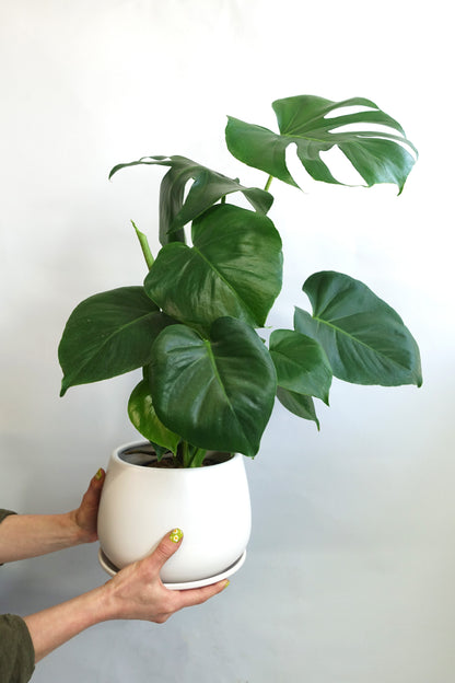 Rooted Companion House Plant image 0