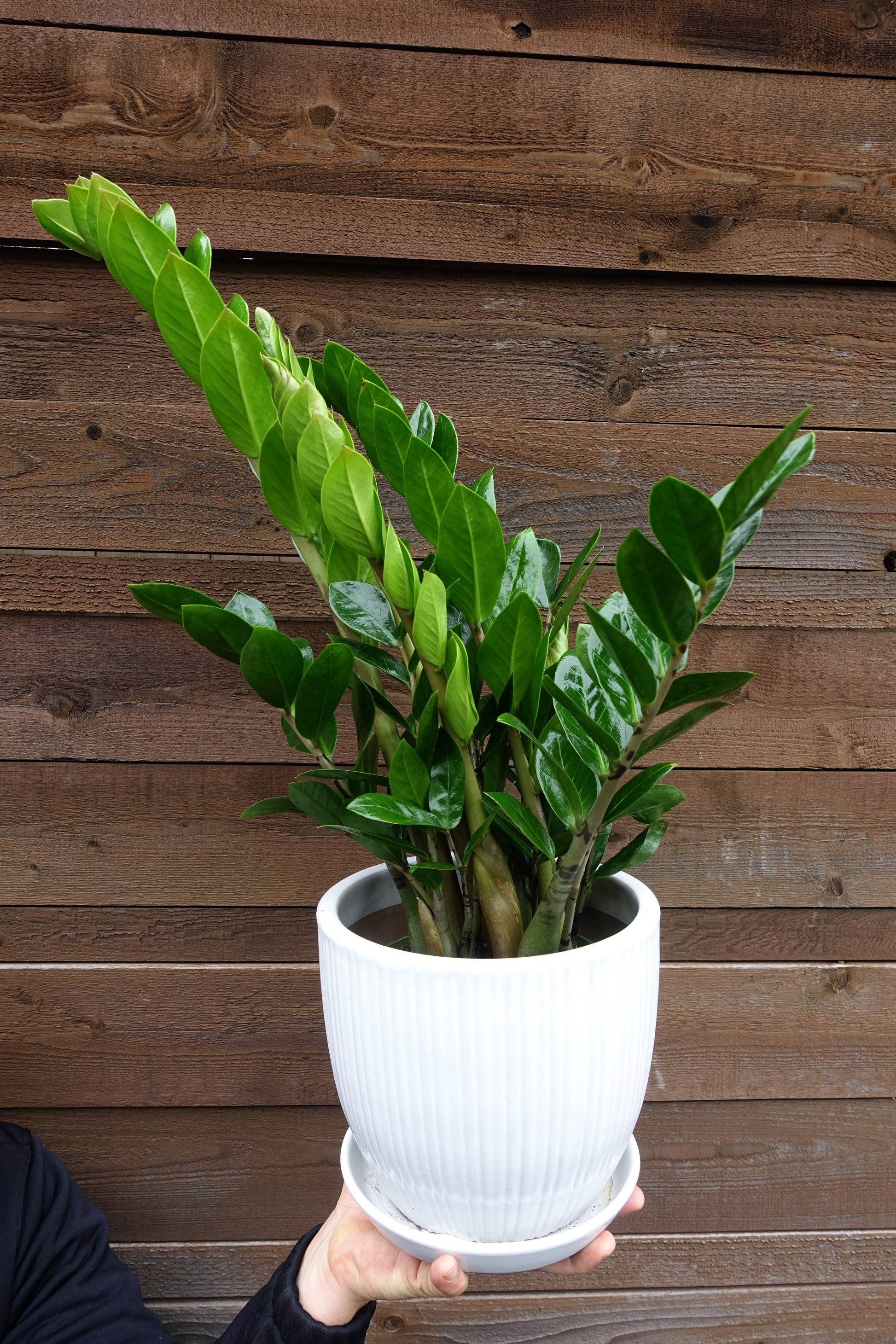 Rooted Companion House Plant image 4