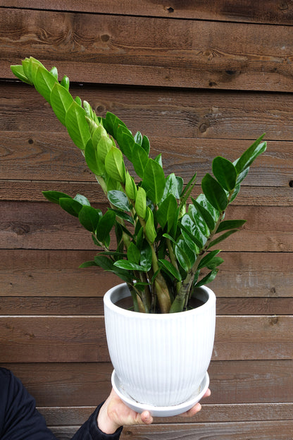 Rooted Companion House Plant image 4