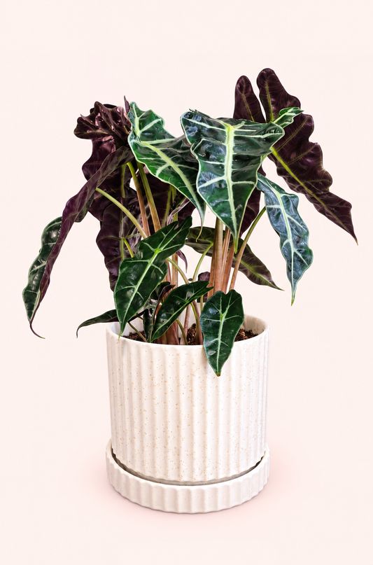 Rooted Companion House Plant