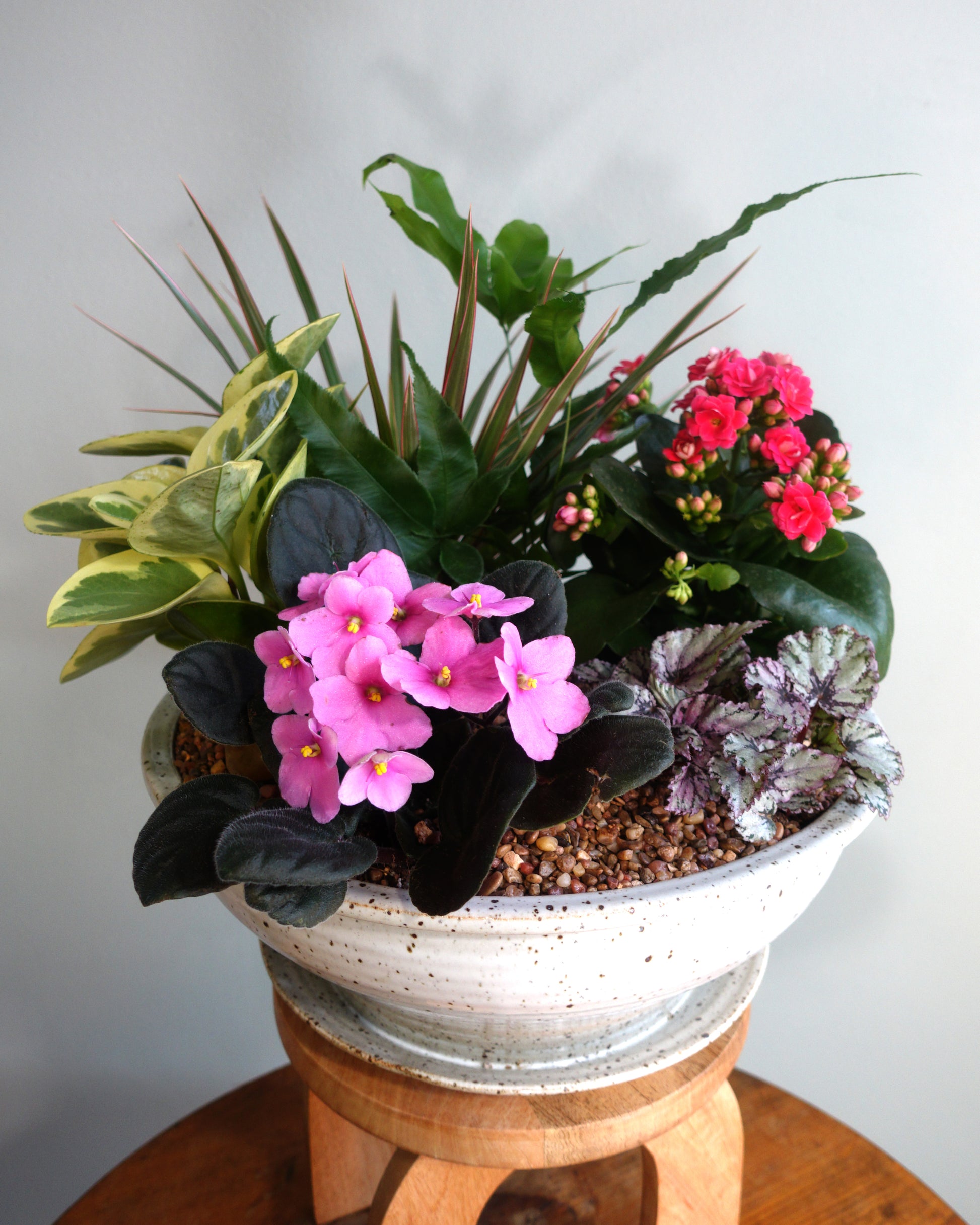 Coastal Garden Dish Garden