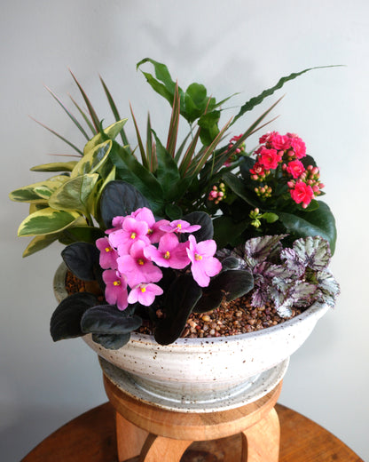 Coastal Garden Dish Garden