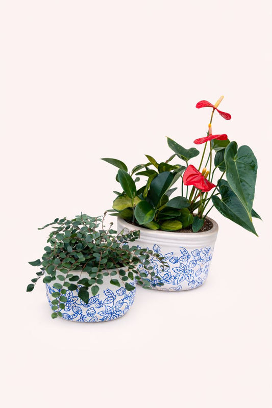 Two potted plants in decorative blue and white pots on a white background
