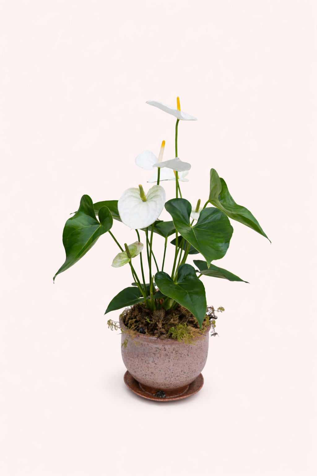 Potted plant with white flowers and green leaves on a light background