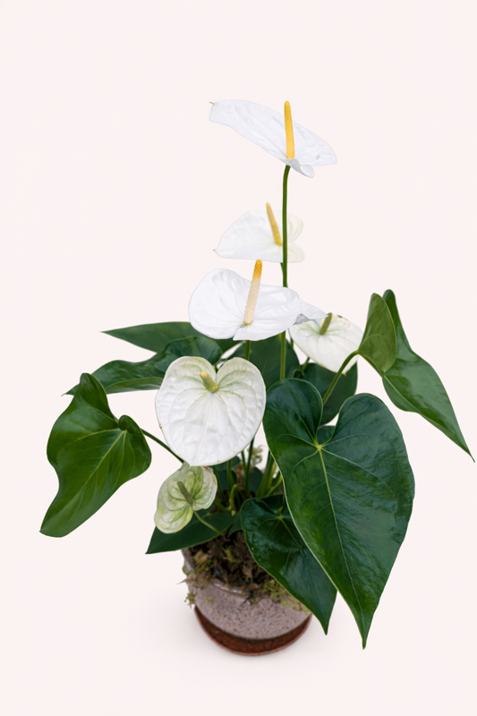 Potted plant with white flowers and green leaves on a white background