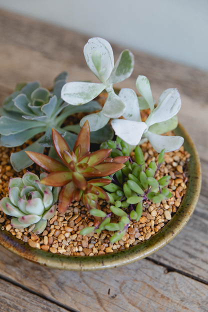 Small potted succulent plant with pebbles on a wooden surface