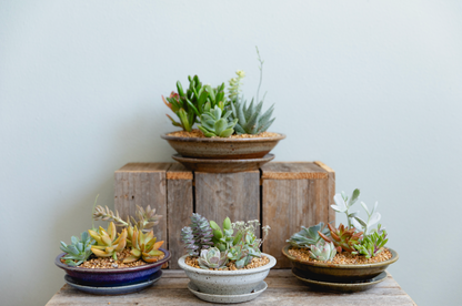 Collection of potted succulents on a wooden surface with a light gray background