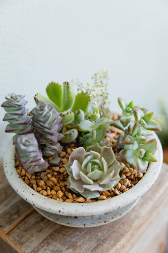 Succulent Dish Garden: House Plant for Delivery