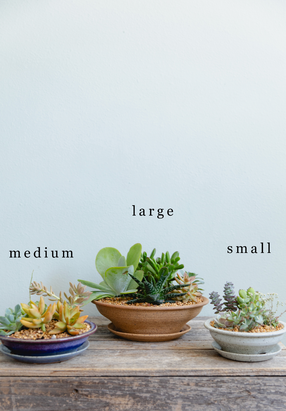 Three potted plants labeled 'large', 'medium', and 'small' on a wooden surface with a light blue background.