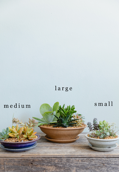 Three potted plants labeled 'large', 'medium', and 'small' on a wooden surface with a light blue background.