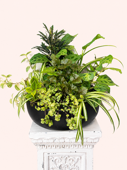 Coastal Garden Dish Garden