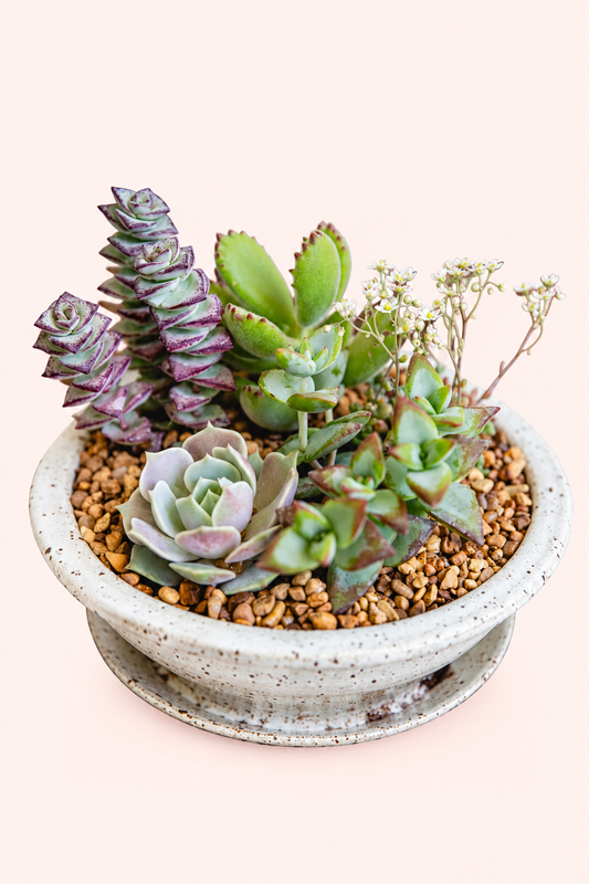 Succulent Dish Garden: House Plant for Delivery