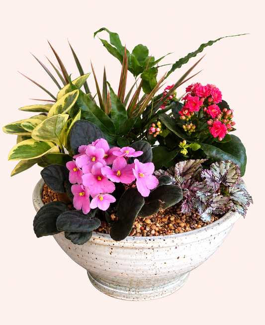 Coastal Garden Dish Garden