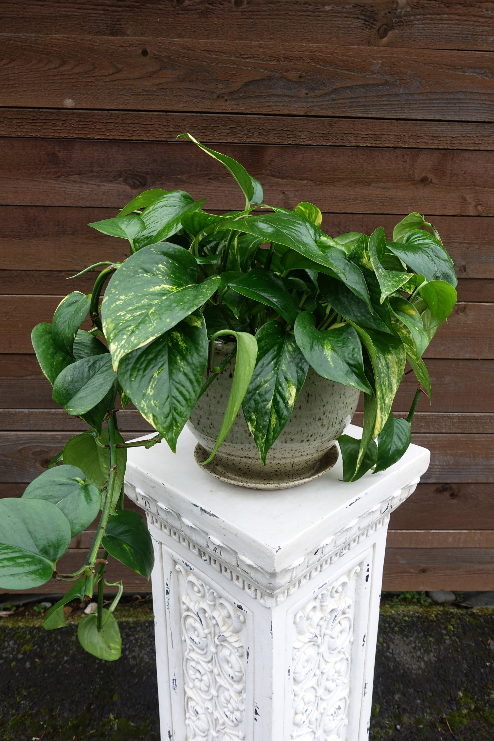Rooted Companion House Plant image 2