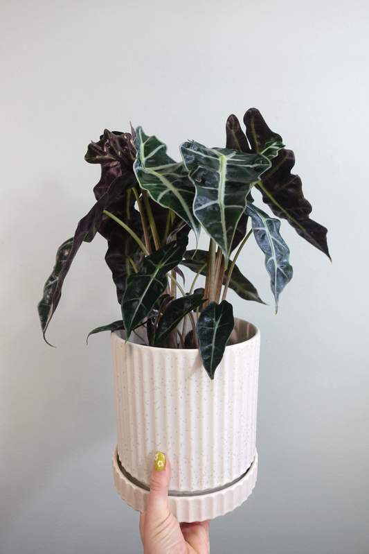 Rooted Companion House Plant image 1